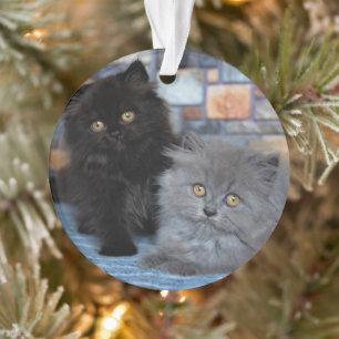 Cutest Baby Animals   Persian Kittens on Blanket Ornament