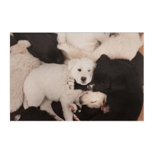 Cutest Baby Animals Pile of Puppies Acrylic Print