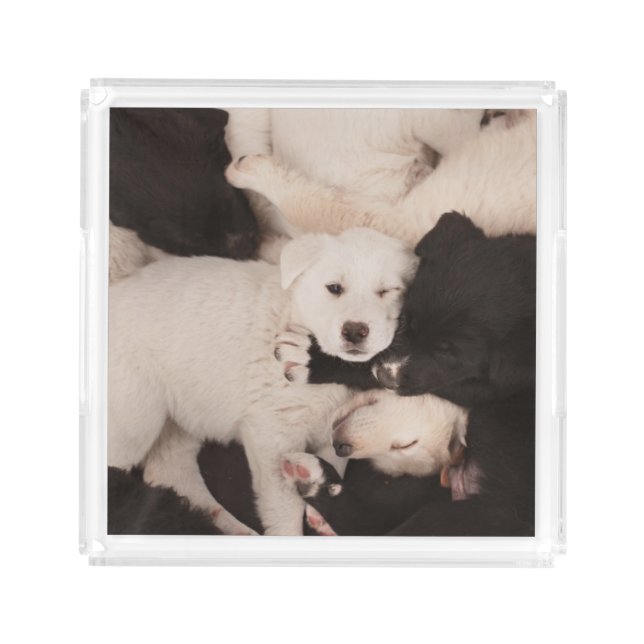Cutest Baby Animals | Pile of Puppies Acrylic Tray (Front)