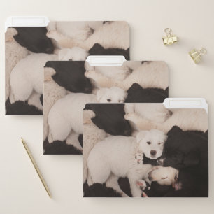 Cutest Baby Animals   Pile of Puppies File Folder