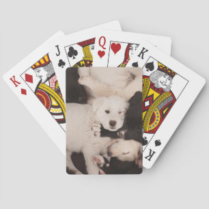 Cutest Baby Animals   Pile of Puppies Poker Cards