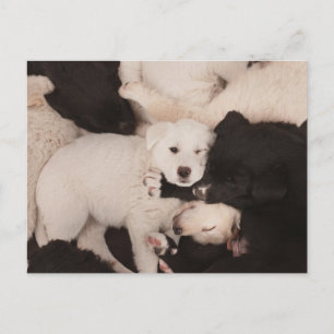 Cutest Baby Animals Pile of Puppies Postcard