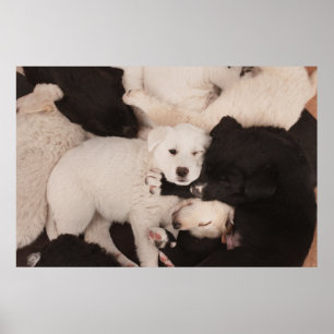 Cutest Baby Animals Pile of Puppies Poster