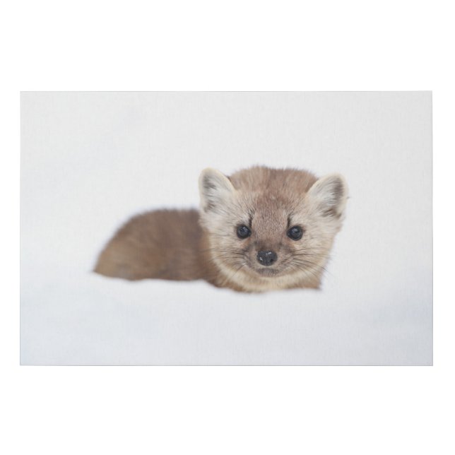 Cutest Baby Animals | Pine Marten Faux Canvas Print (Front)