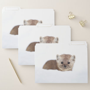 Cutest Baby Animals Pine Marten File Folder