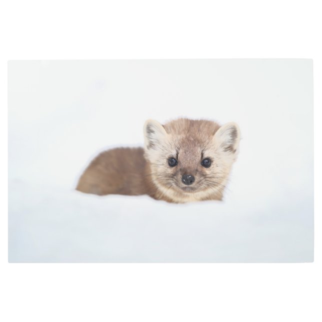 Cutest Baby Animals | Pine Marten Metal Print (Front)