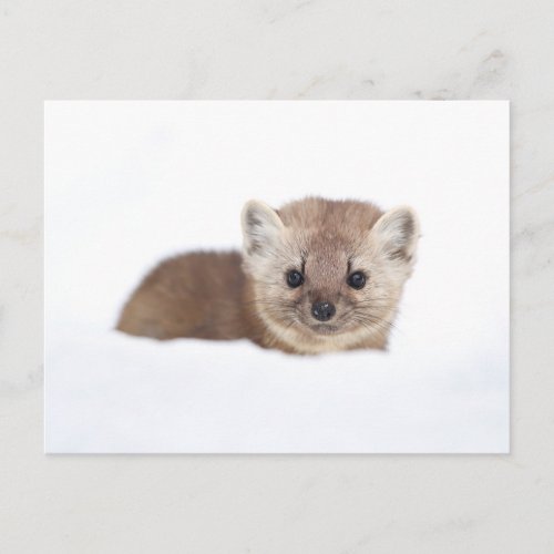 Cutest Baby Animals  Pine Marten Postcard