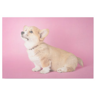 Cutest Baby Animals Pink Corgi Puppy Gallery Wrap