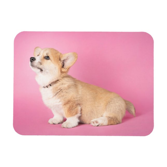 Cutest Baby Animals | Pink Corgi Puppy Magnet (Horizontal)
