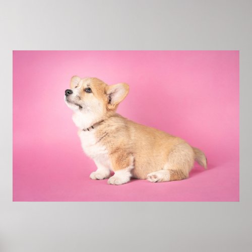 Cutest Baby Animals  Pink Corgi Puppy Poster