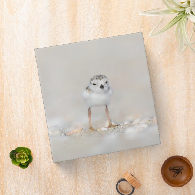 Cutest Baby Animals | Piping Plover Chick 3 Ring Binder (In Situ)