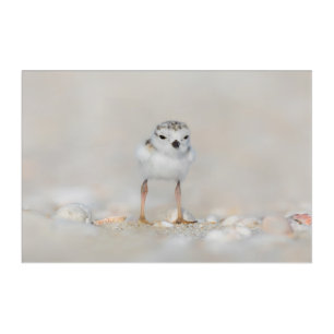 Cutest Baby Animals Piping Plover Chick Acrylic Print