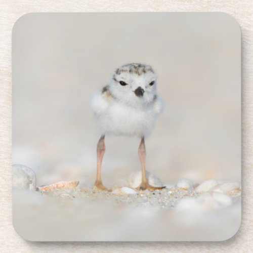 Cutest Baby Animals  Piping Plover Chick Beverage Coaster