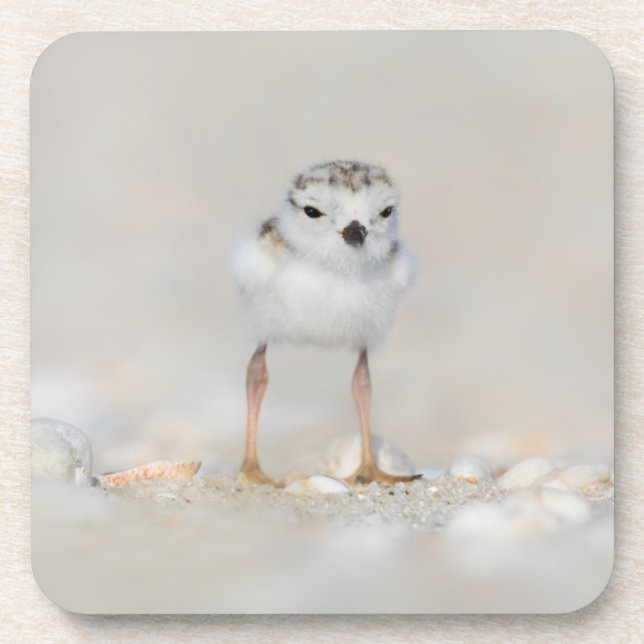 Cutest Baby Animals | Piping Plover Chick Beverage Coaster (Front)