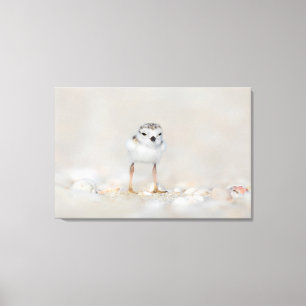 Cutest Baby Animals   Piping Plover Chick Canvas Print