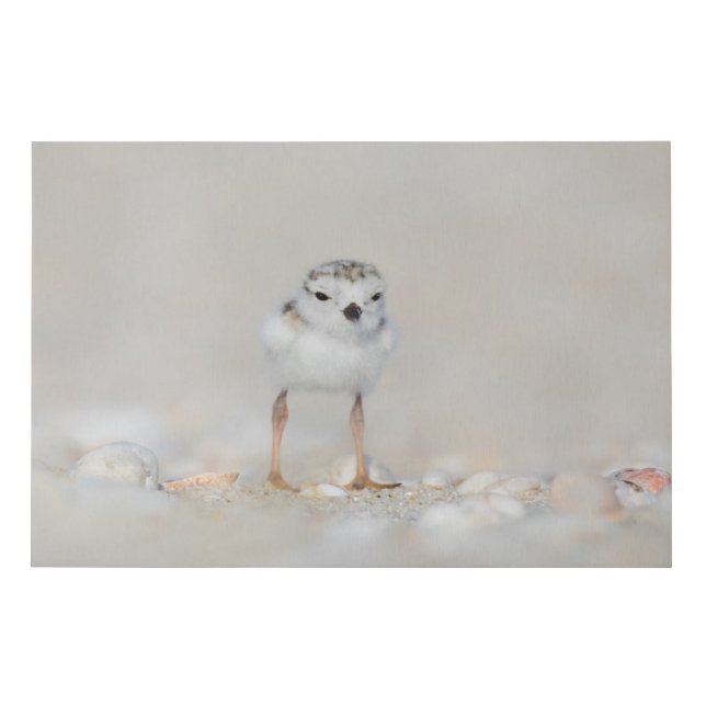 Cutest Baby Animals | Piping Plover Chick Faux Canvas Print (Front)