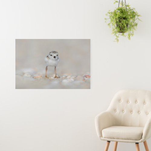 Cutest Baby Animals  Piping Plover Chick Foam Board