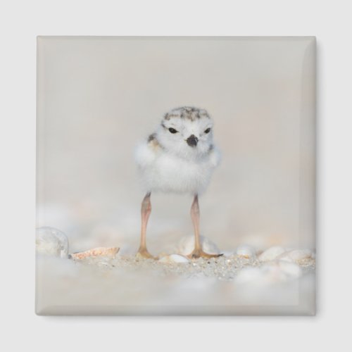 Cutest Baby Animals  Piping Plover Chick Magnet