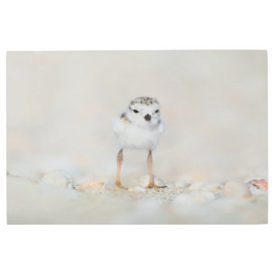 Cutest Baby Animals Piping Plover Chick Metal Print