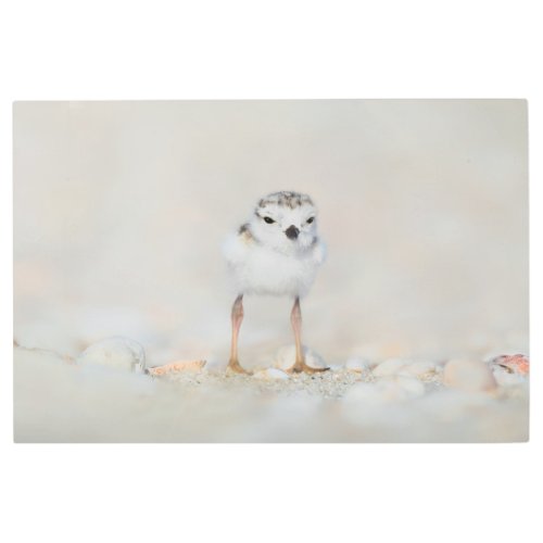 Cutest Baby Animals  Piping Plover Chick Metal Print