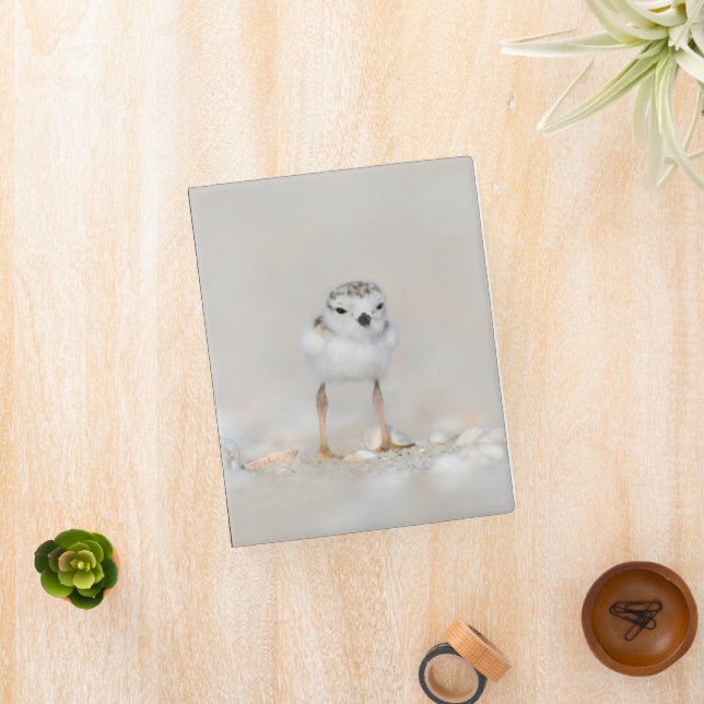 Cutest Baby Animals | Piping Plover Chick Mini Binder (InSitu)