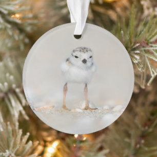 Cutest Baby Animals Piping Plover Chick Ornament