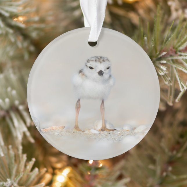 Cutest Baby Animals | Piping Plover Chick Ornament (Tree)