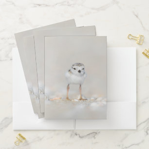 Cutest Baby Animals   Piping Plover Chick Pocket Folder