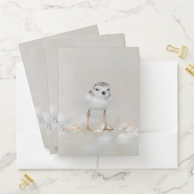 Cutest Baby Animals | Piping Plover Chick Pocket Folder (In Situ)