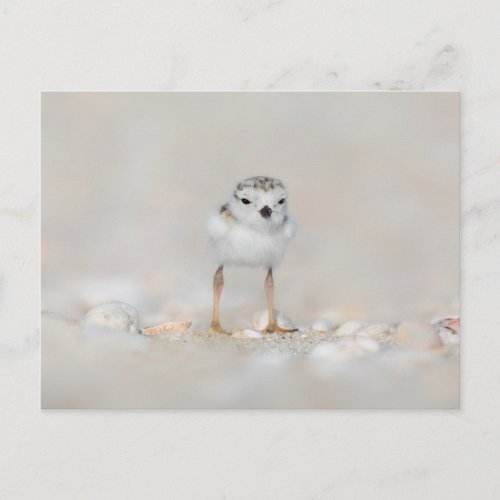 Cutest Baby Animals  Piping Plover Chick Postcard