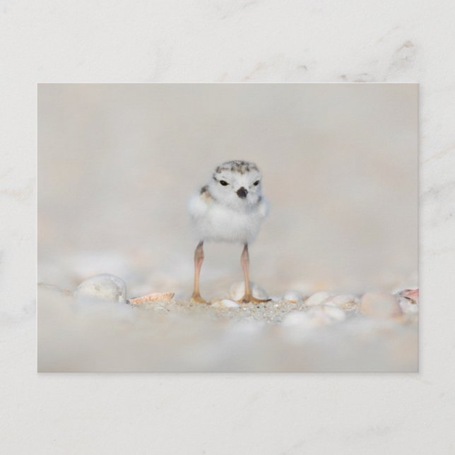 Cutest Baby Animals | Piping Plover Chick Postcard (Front)