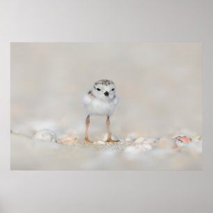 Cutest Baby Animals Piping Plover Chick Poster