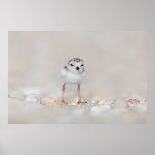 Cutest Baby Animals  Piping Plover Chick Poster