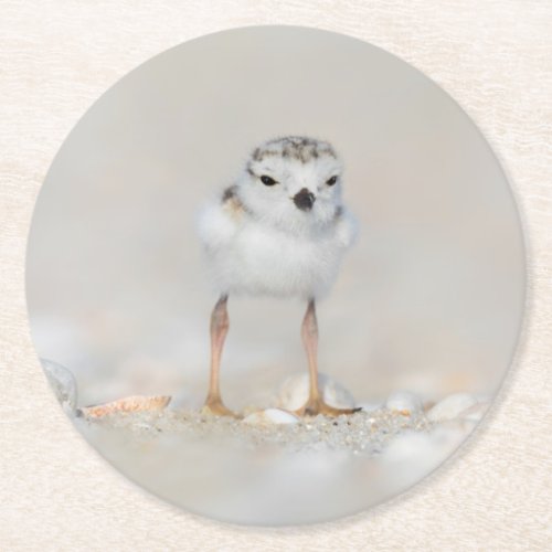 Cutest Baby Animals  Piping Plover Chick Round Paper Coaster