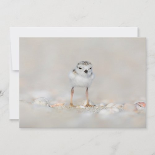 Cutest Baby Animals  Piping Plover Chick Thank You Card