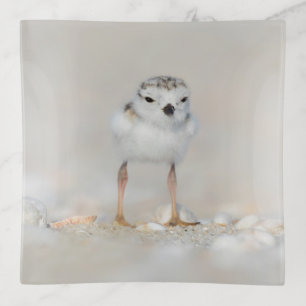 Cutest Baby Animals Piping Plover Chick Trinket Tray