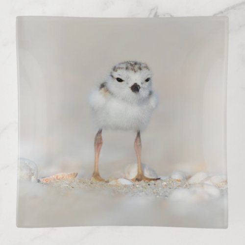 Cutest Baby Animals  Piping Plover Chick Trinket Tray