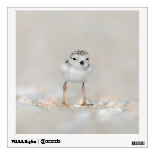 Cutest Baby Animals   Piping Plover Chick Wall Decal