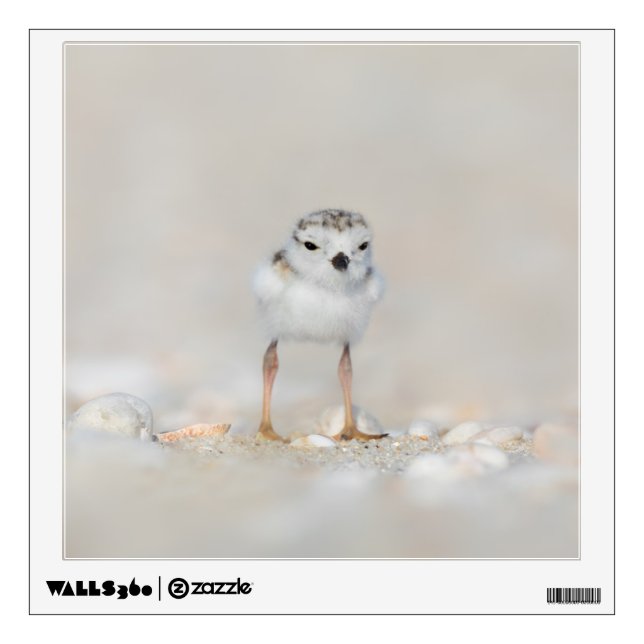 Cutest Baby Animals | Piping Plover Chick Wall Decal (Front)