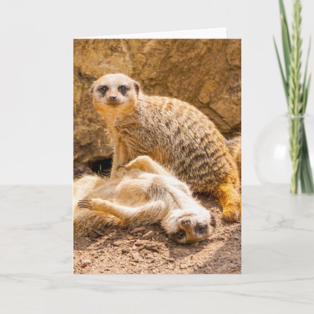 Cutest Baby Animals | Playful Meerkats Card (Front)