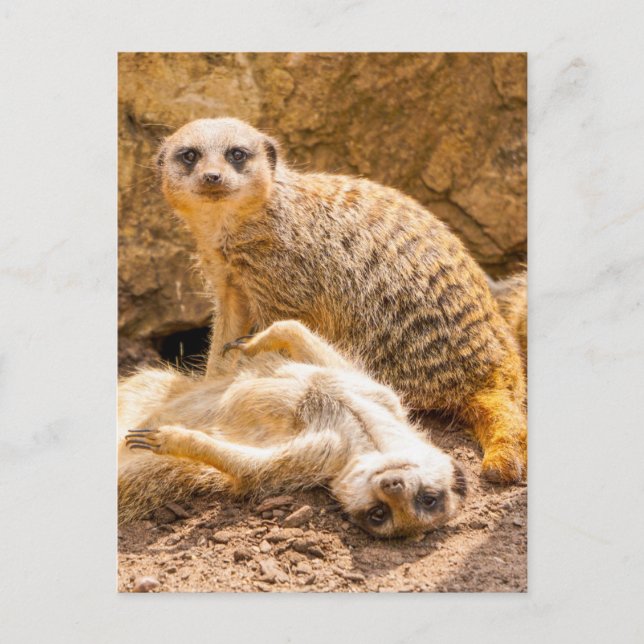 Cutest Baby Animals | Playful Meerkats Postcard (Front)