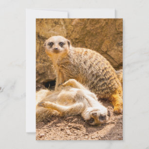 Cutest Baby Animals Playful Meerkats Thank You Card