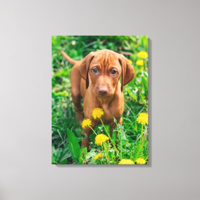 Cutest Baby Animals | Pointer Puppy Canvas Print (Front)
