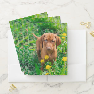 Cutest Baby Animals   Pointer Puppy Pocket Folder