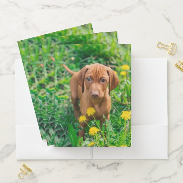 Cutest Baby Animals | Pointer Puppy Pocket Folder (In Situ)