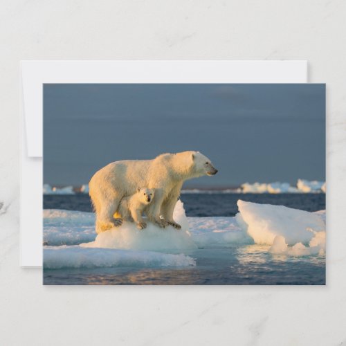 Cutest Baby Animals  Polar Bear Cub  Mother Thank You Card