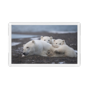 Cutest Baby Animals   Polar Bear Family Alaska Acrylic Tray