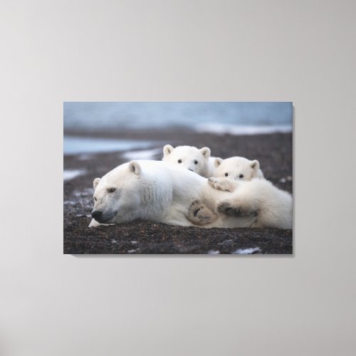 Cutest Baby Animals  Polar Bear Family Alaska Canvas Print