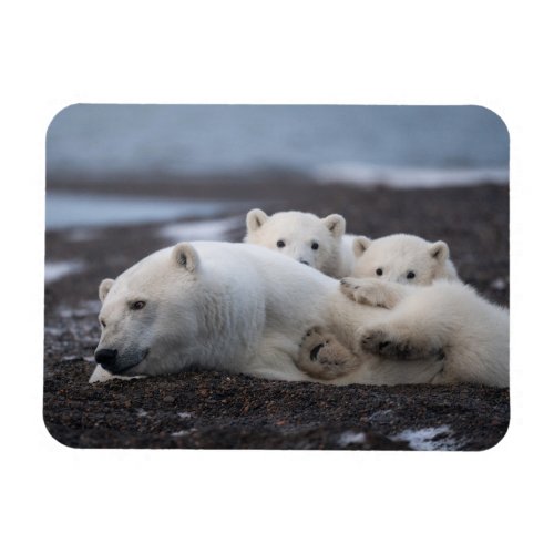 Cutest Baby Animals  Polar Bear Family Alaska Magnet