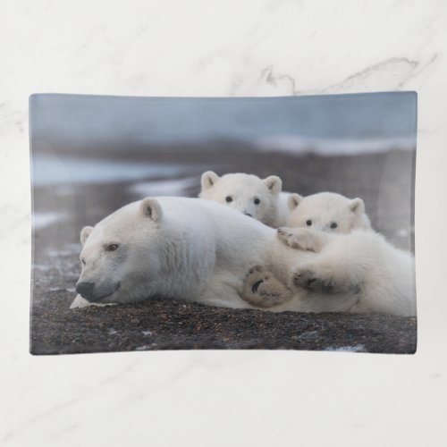 Cutest Baby Animals  Polar Bear Family Alaska Trinket Tray